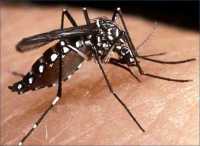 Combatir el Dengue
